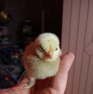 Meet your Posher, Jenny